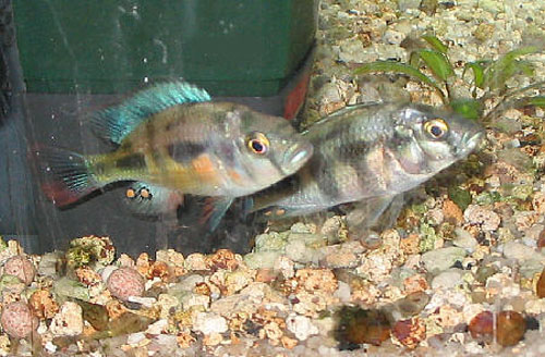 Haplochromis nuchisquamulatus