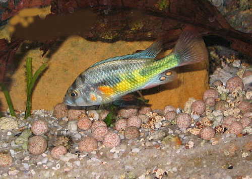 Haplochromis nuchisquamulatus