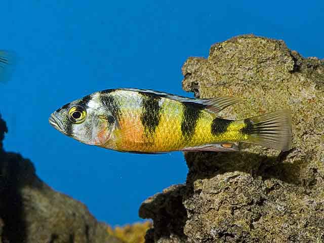 Haplochromis obliquidens