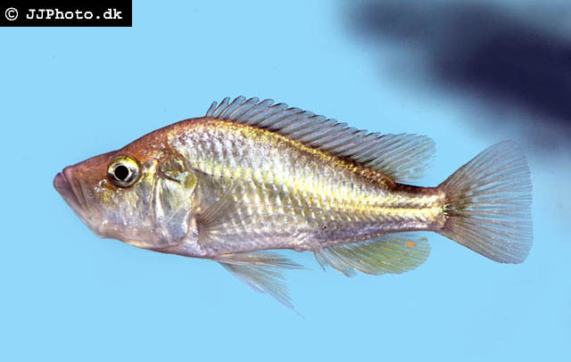 Haplochromis orthostoma