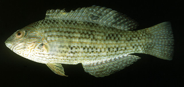 Halichoeres pardaleocephalus