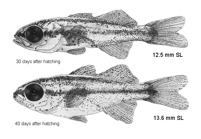 Haemulon plumierii