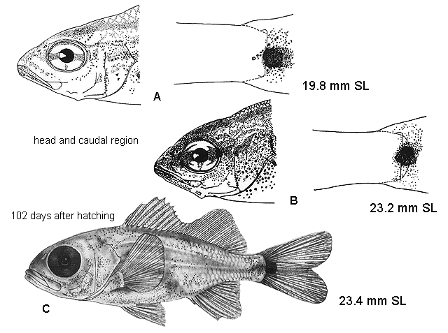 Haemulon plumierii