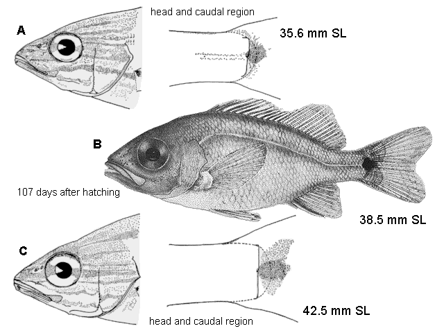 Haemulon plumierii