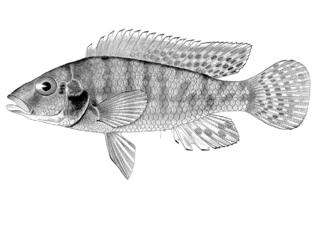 Thoracochromis schwetzi