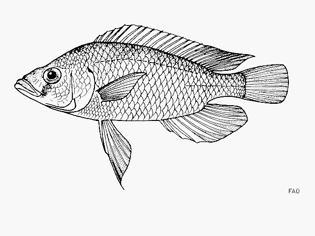 Astatotilapia stappersii