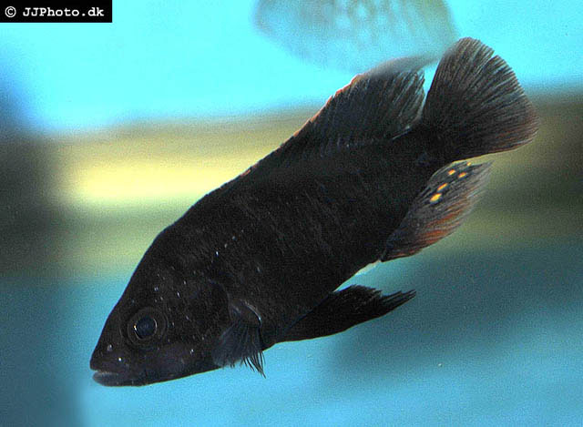 Haplochromis xanthopteryx