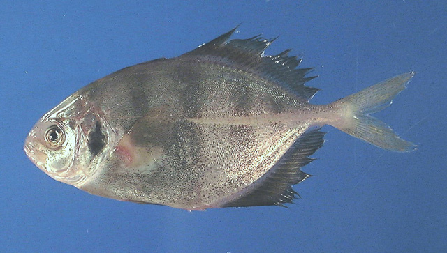 Hemicaranx amblyrhynchus