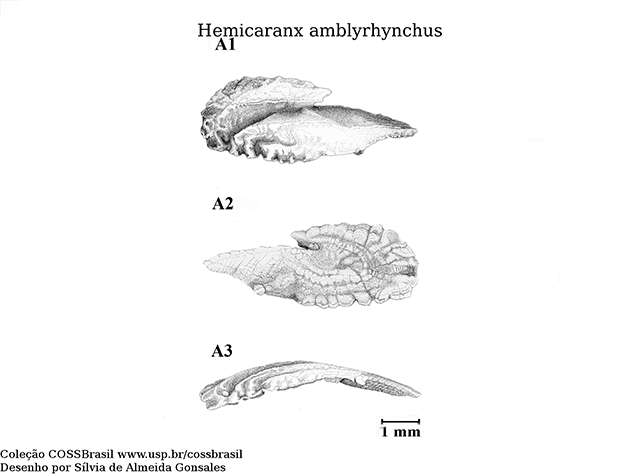 Hemicaranx amblyrhynchus