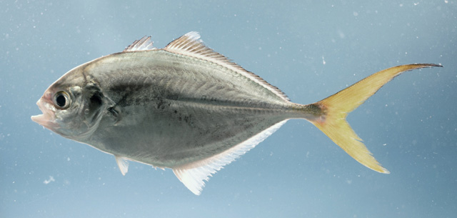 Hemicaranx amblyrhynchus