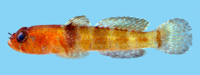 Hetereleotris aurantiaca