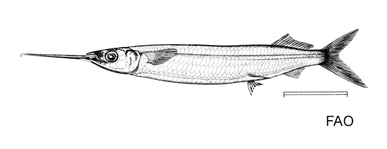 Hemiramphus bermudensis