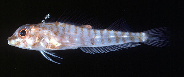 Helcogramma capidata