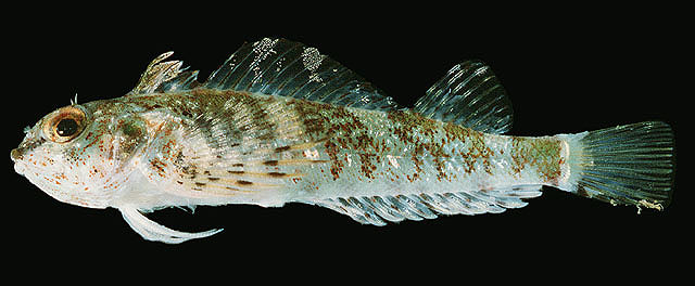 Helcogramma ellioti