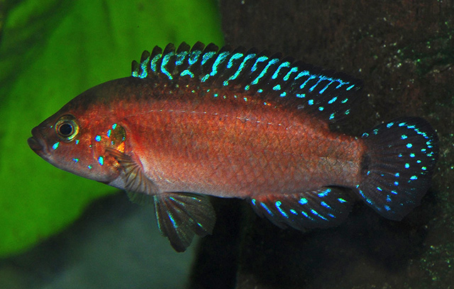 Rubricatochromis exsul