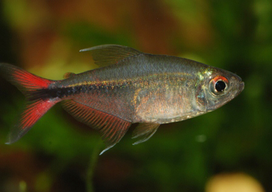 Hemigrammus filamentosus