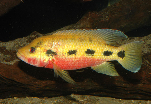 Hemichromis fasciatus