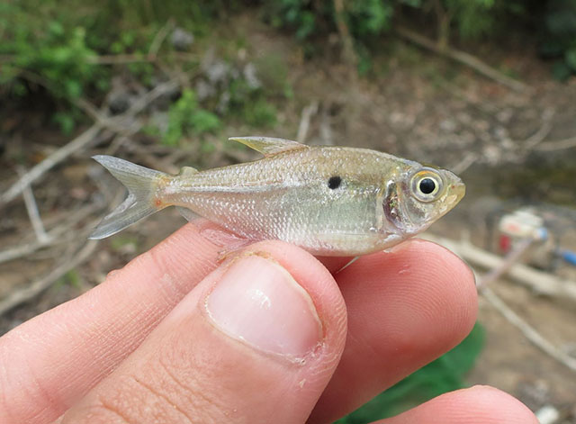 Hemigrammus geisleri