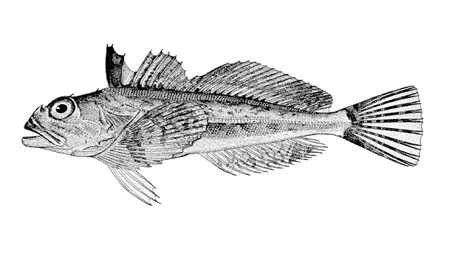 Hemilepidotus jordani