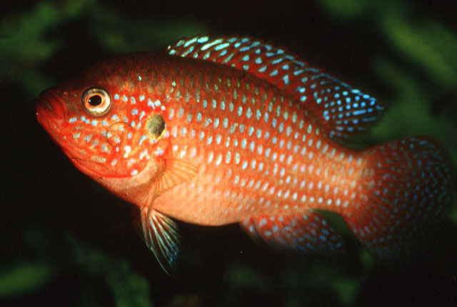 Rubricatochromis lifalili