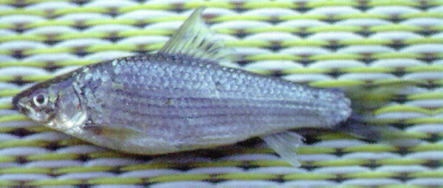 Henicorhynchus caudimaculatus