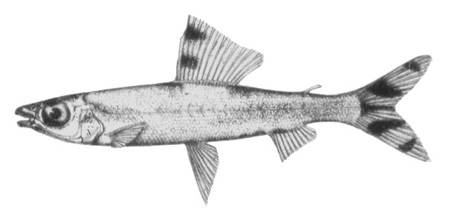 Monostichodus mesmaekersi