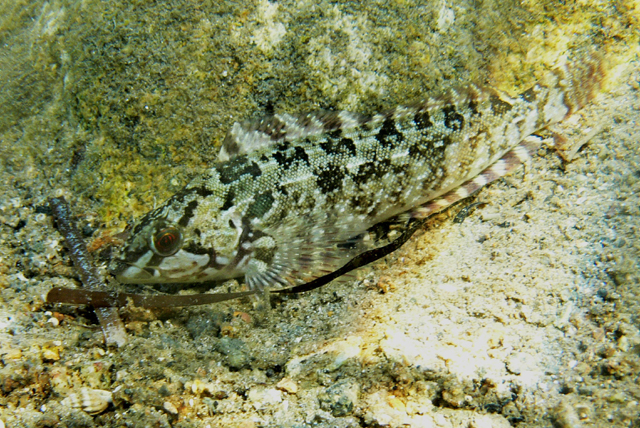 Hexagrammos octogrammus