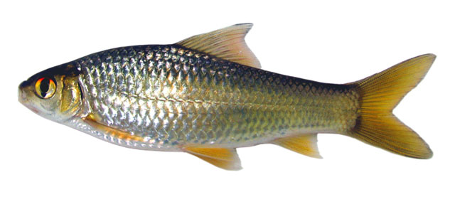 Henicorhynchus ornatipinnis