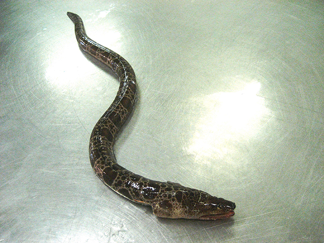 Herpetoichthys regius