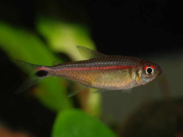 Hemigrammus rubrostriatus