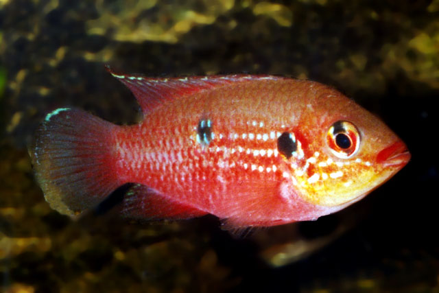 Rubricatochromis stellifer