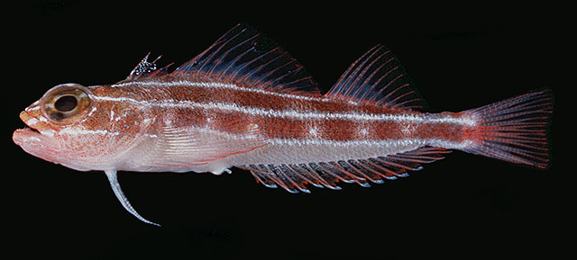 Helcogramma striata