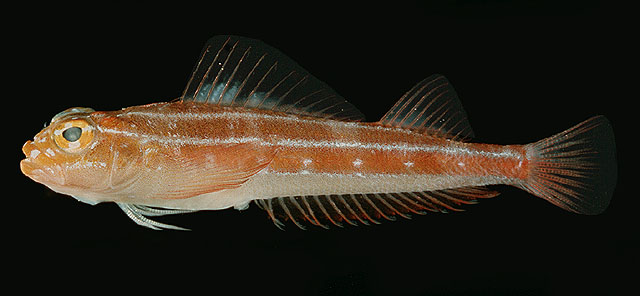 Helcogramma striata