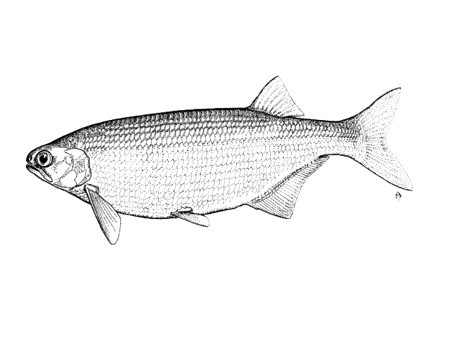 Hiodon alosoides