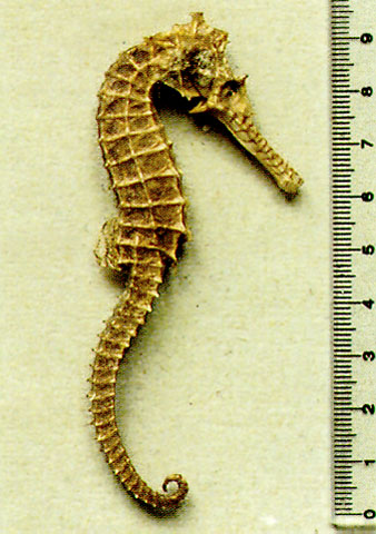 Hippocampus angustus