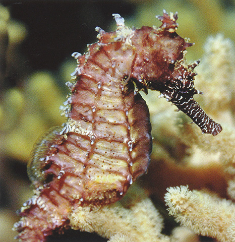 Hippocampus barbouri