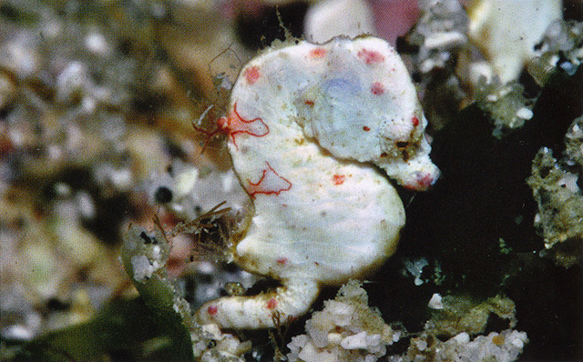 Hippocampus colemani