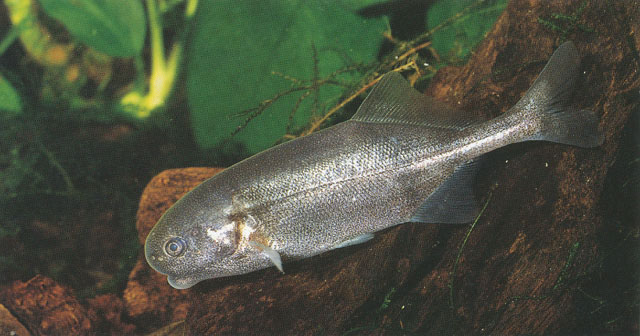 Cyphomyrus discorhynchus