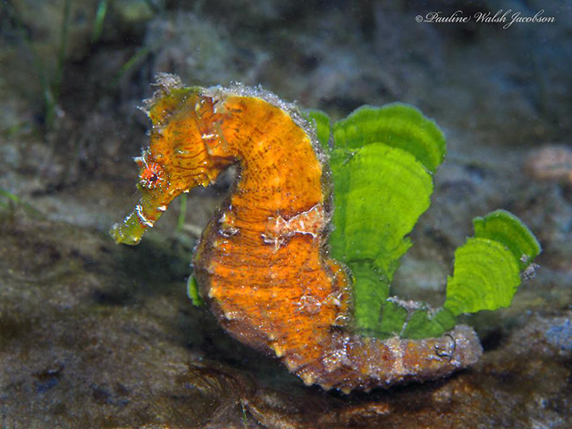 Hippocampus erectus
