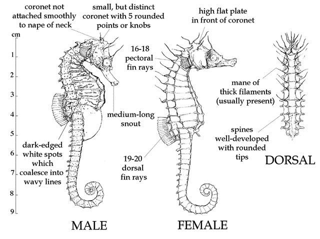 Hippocampus guttulatus