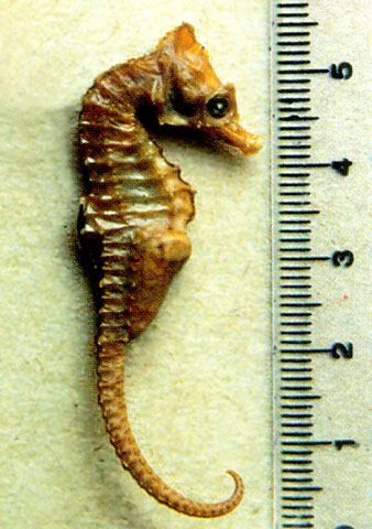 Hippocampus hippocampus