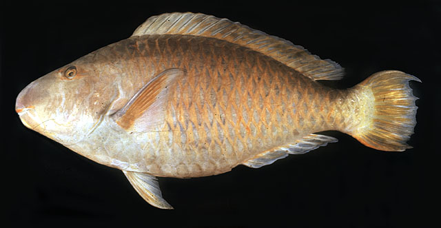 Hipposcarus longiceps