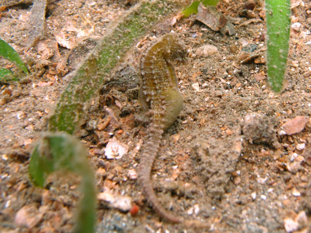 Hippocampus mohnikei