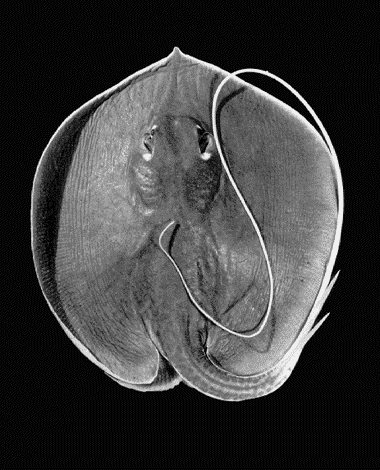 Fluvitrygon signifer