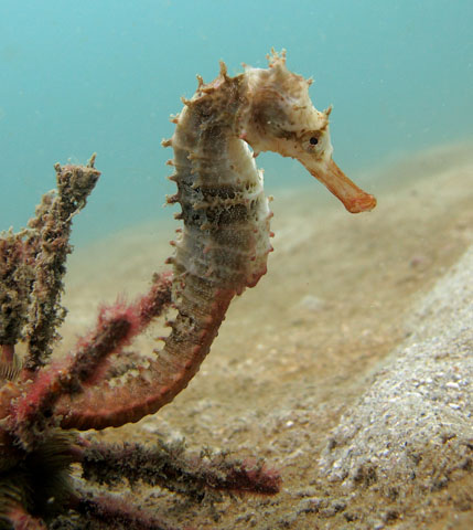 Hippocampus spinosissimus