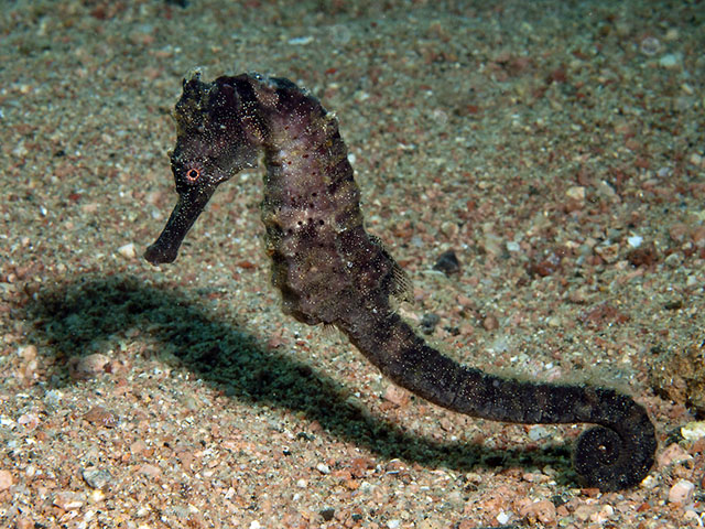 Hippocampus suezensis