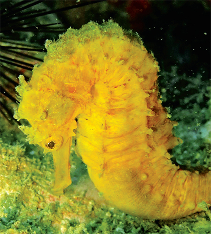 Hippocampus tristis