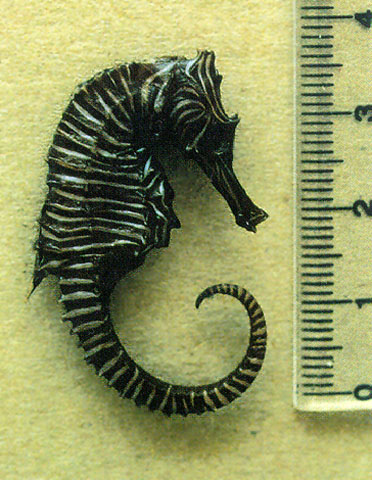 Hippocampus zebra