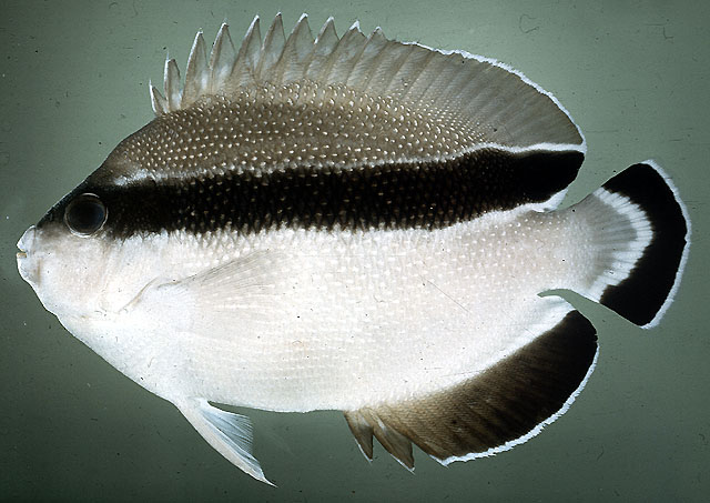 Apolemichthys arcuatus