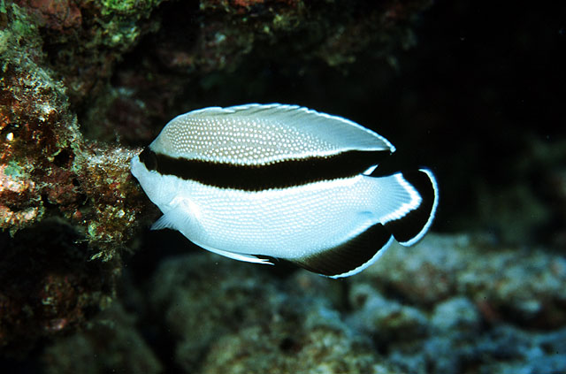 Apolemichthys arcuatus